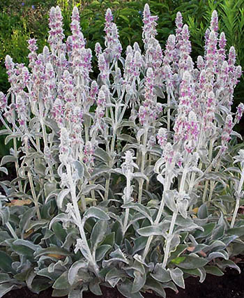 ear lambs seeds stachys byzantina plant floralencounters