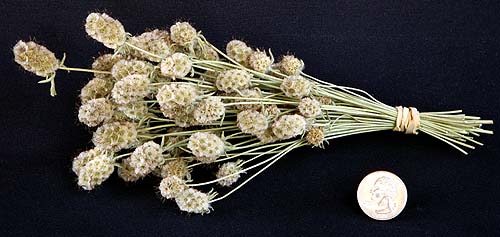 Scabious Rotaria (Scabious rotata) dried flower bunches ...