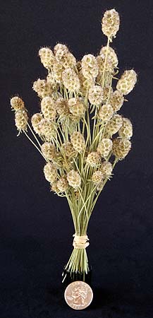 /graphics/Dried_flowers/scabiousR_L_upright.jpg