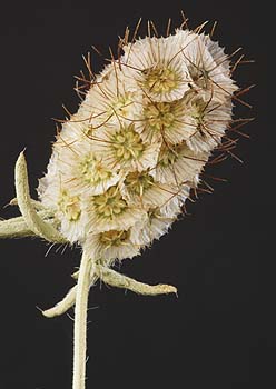 /graphics/Dried_flowers/scabiousR_close_one.jpg