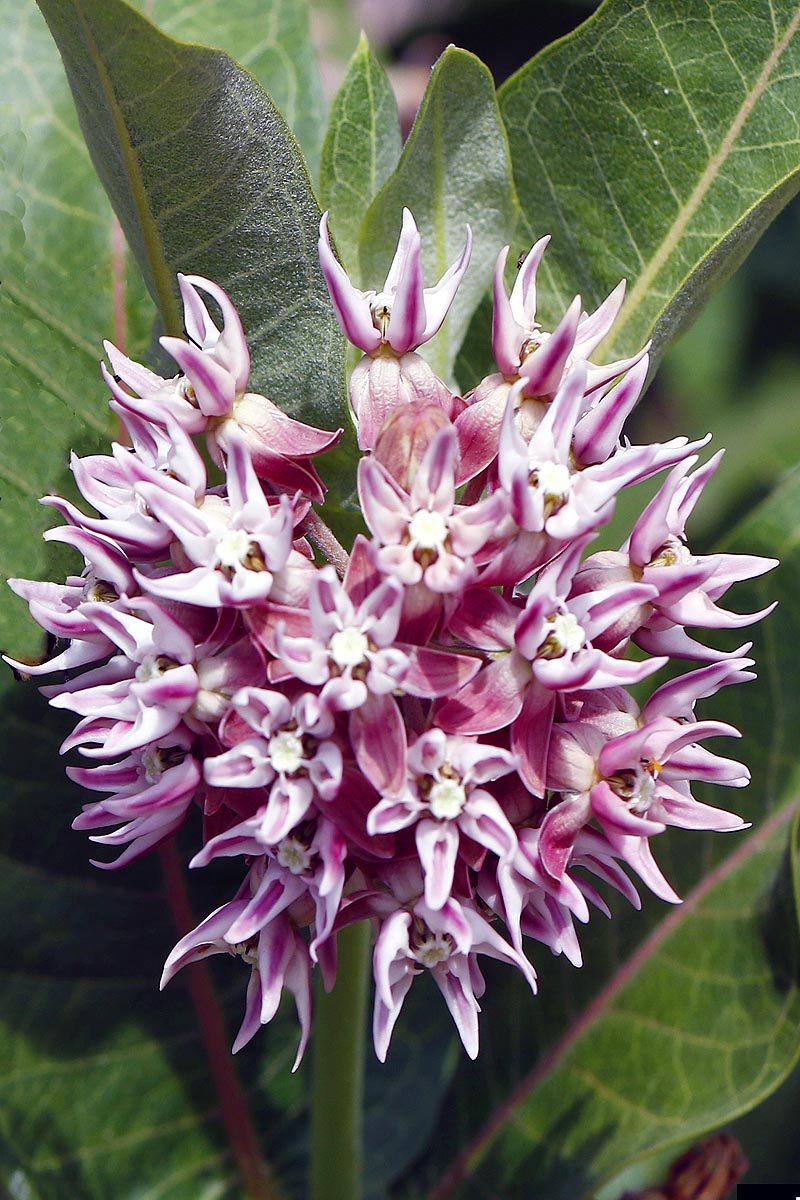 Showy Milkweed flower close P