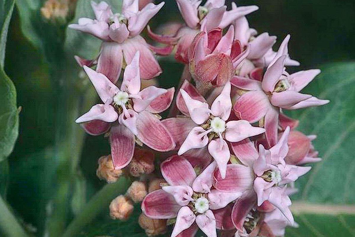 Showy Milkweed flower close