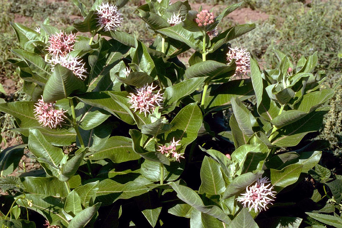 Showy Milkweed plant