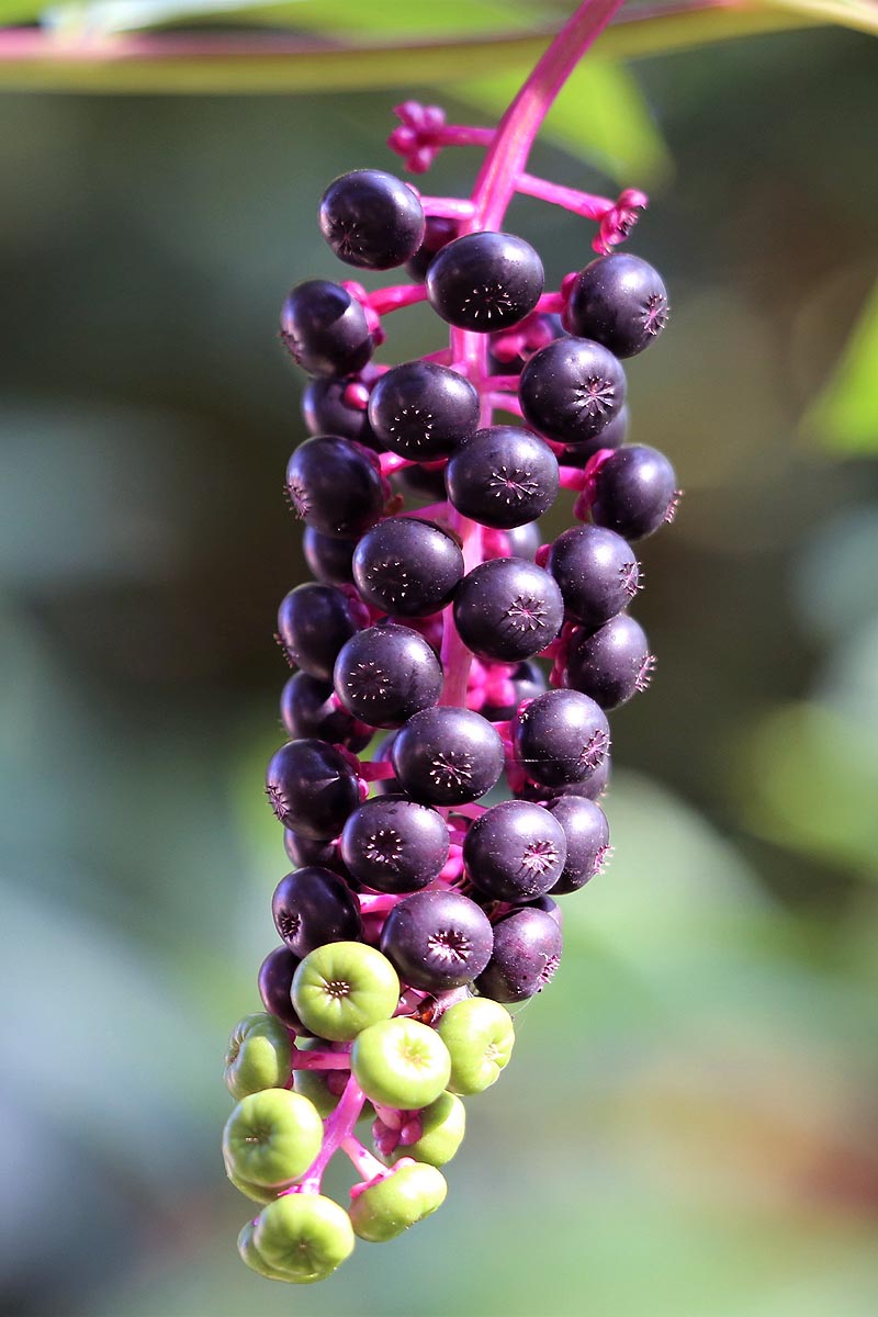 Phytolacca americana berries