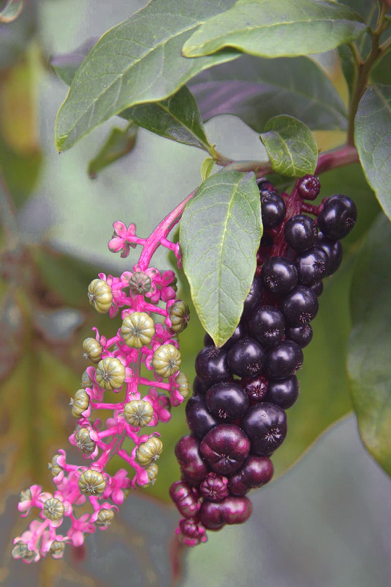 Pokeweed berries ripe and unripe