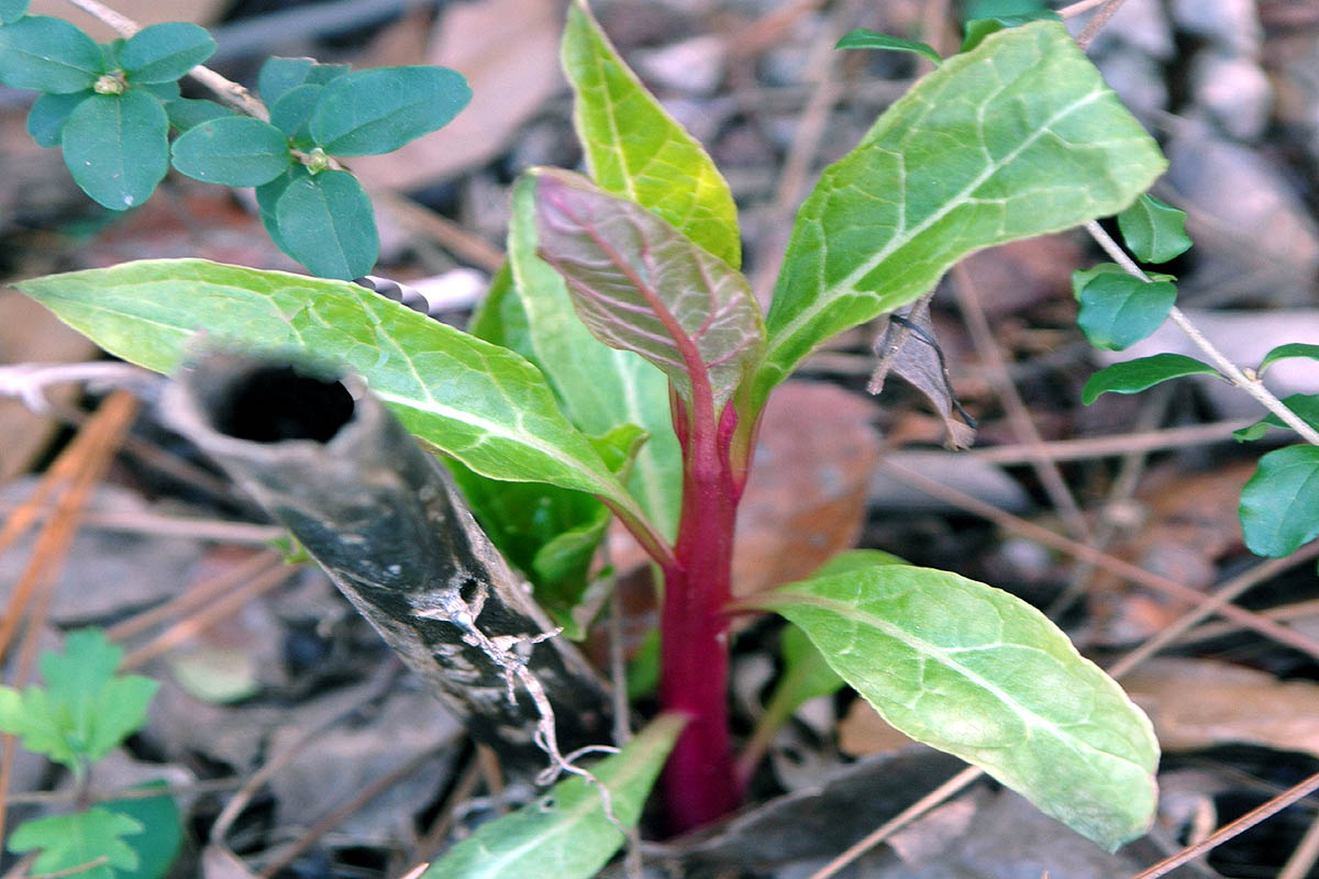 Pokeweed young shoot
