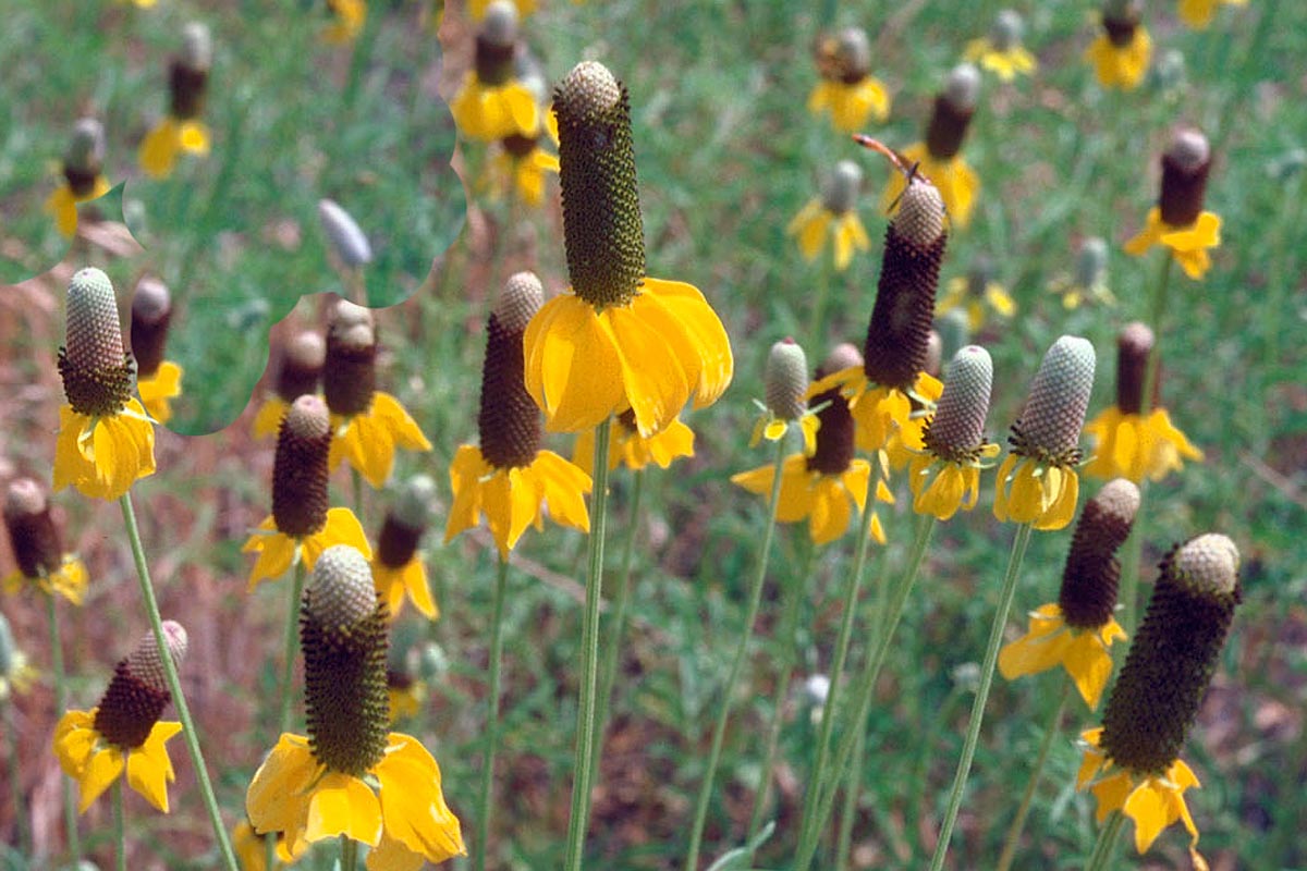 Mexican Hat flowers in field