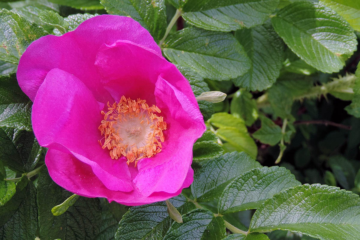 SIngle flower and leaves