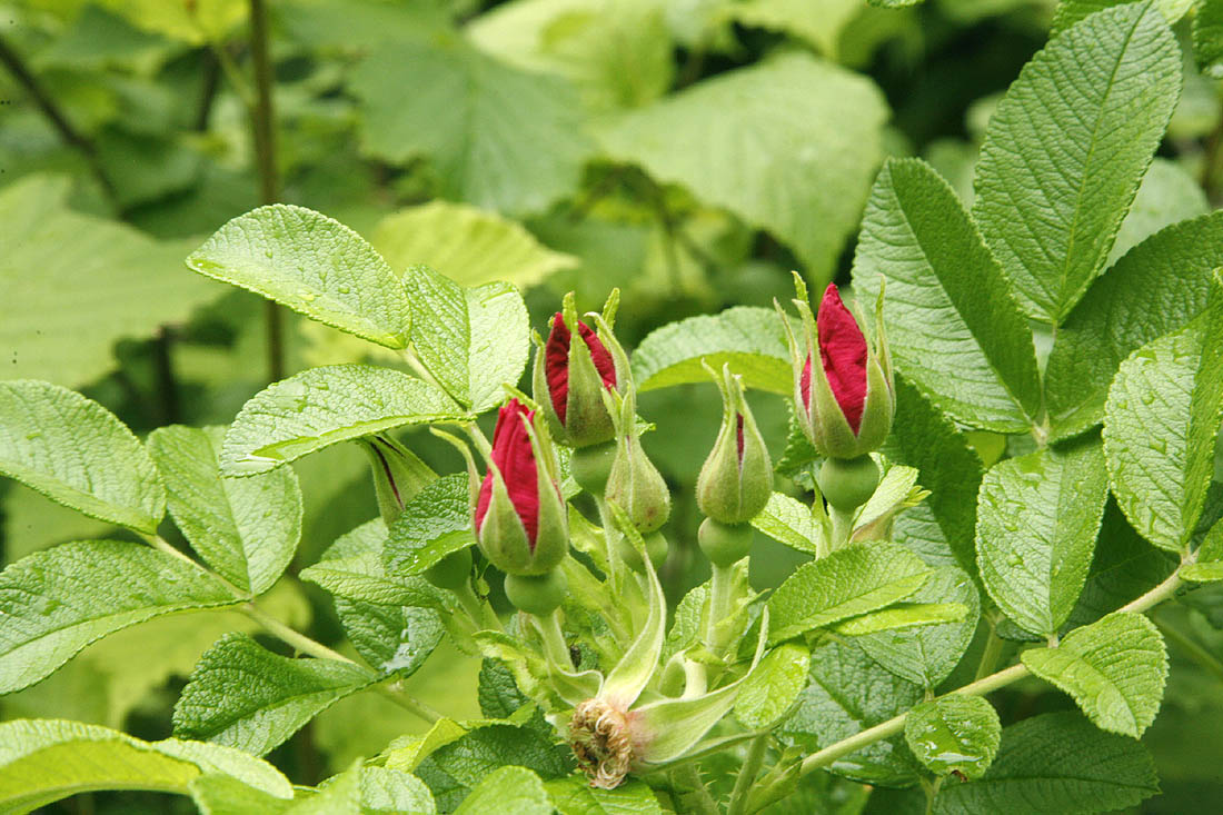 Rugosa Rose flower buds