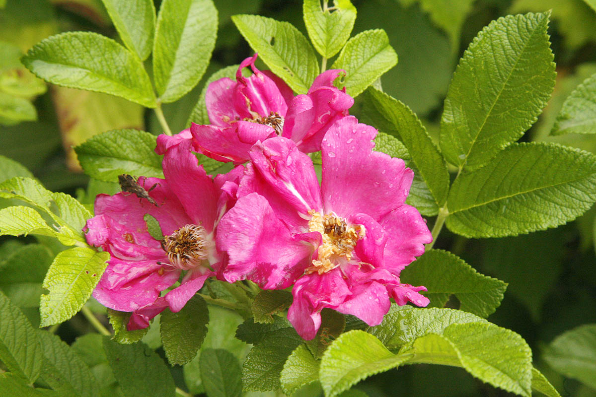 Rugosa Rose four flowers