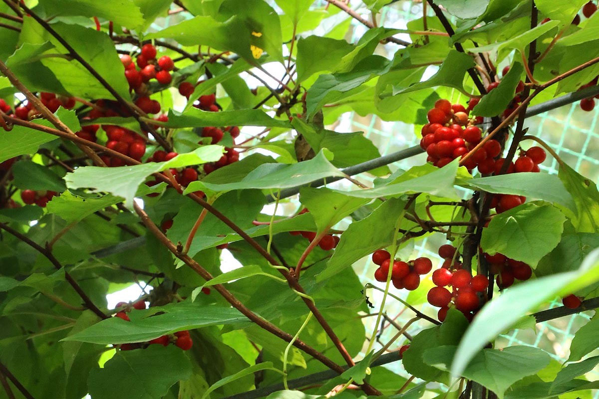 Schisandra berries and leaves on vine