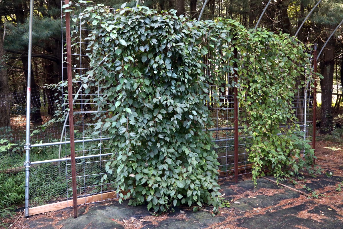 Schisandra vines in field