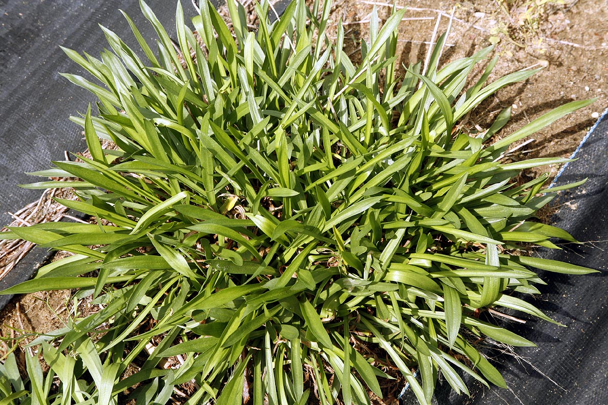 Thrift leaf clump
