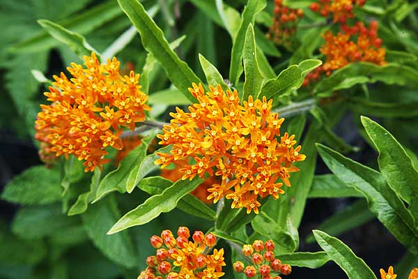 Butterfly Weed Asclepias tuberosa interior