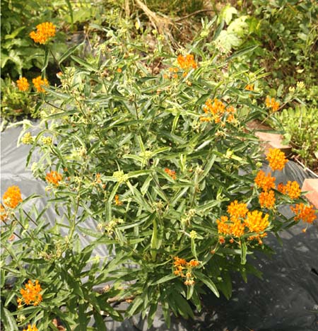 Butterfly Weed (Asclepias tuberosa interior) organically grown flower ...