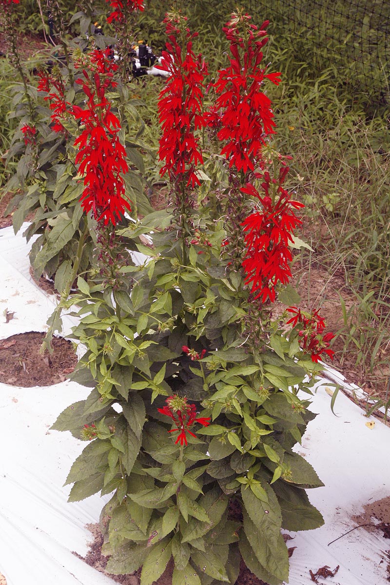 single Cardinal flower plant field