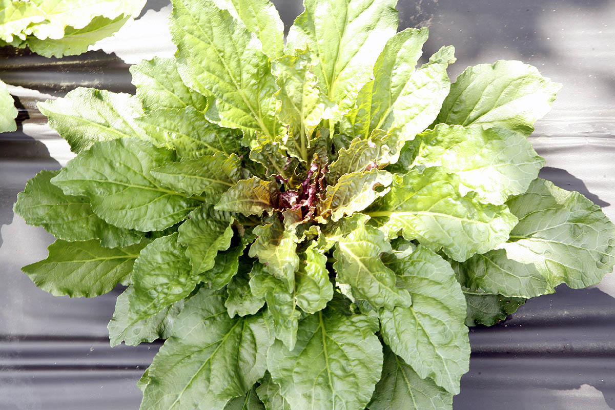 Cardinal flower first year leaf rosette