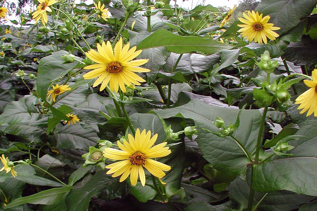 Cup Plant flowers and leaves