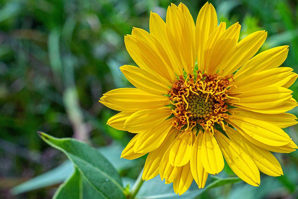 cup plant single bloom with leaf