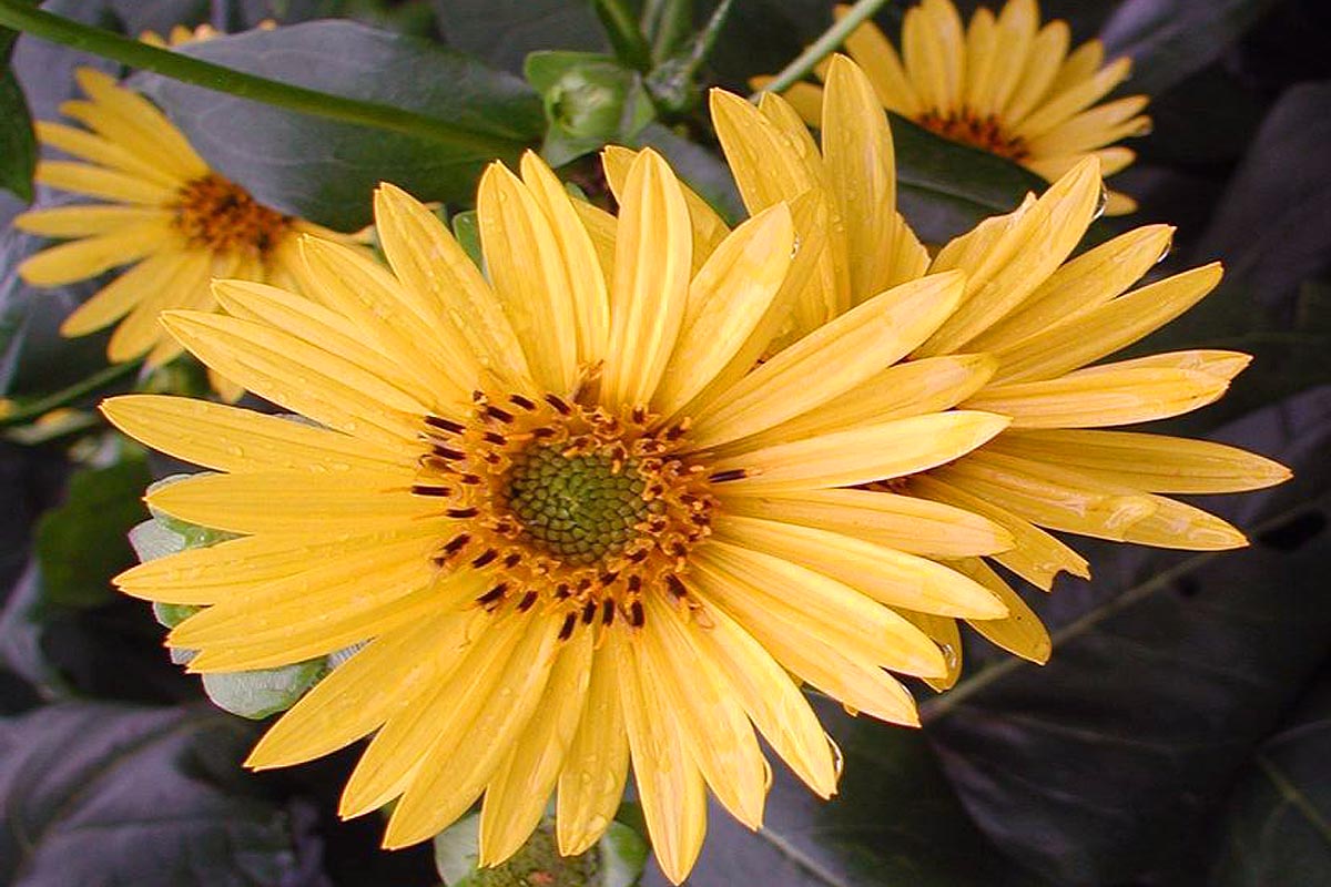 Cup Plant Silphium perfoliatum