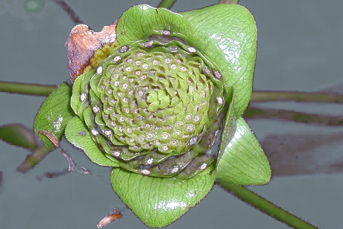 cup plant seed head green