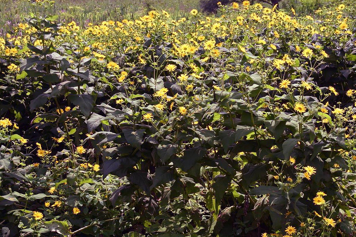 Cup Plant mass in meadow