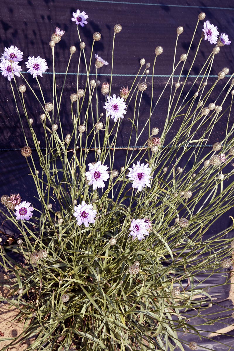 Single Cupids Dart plant flowering