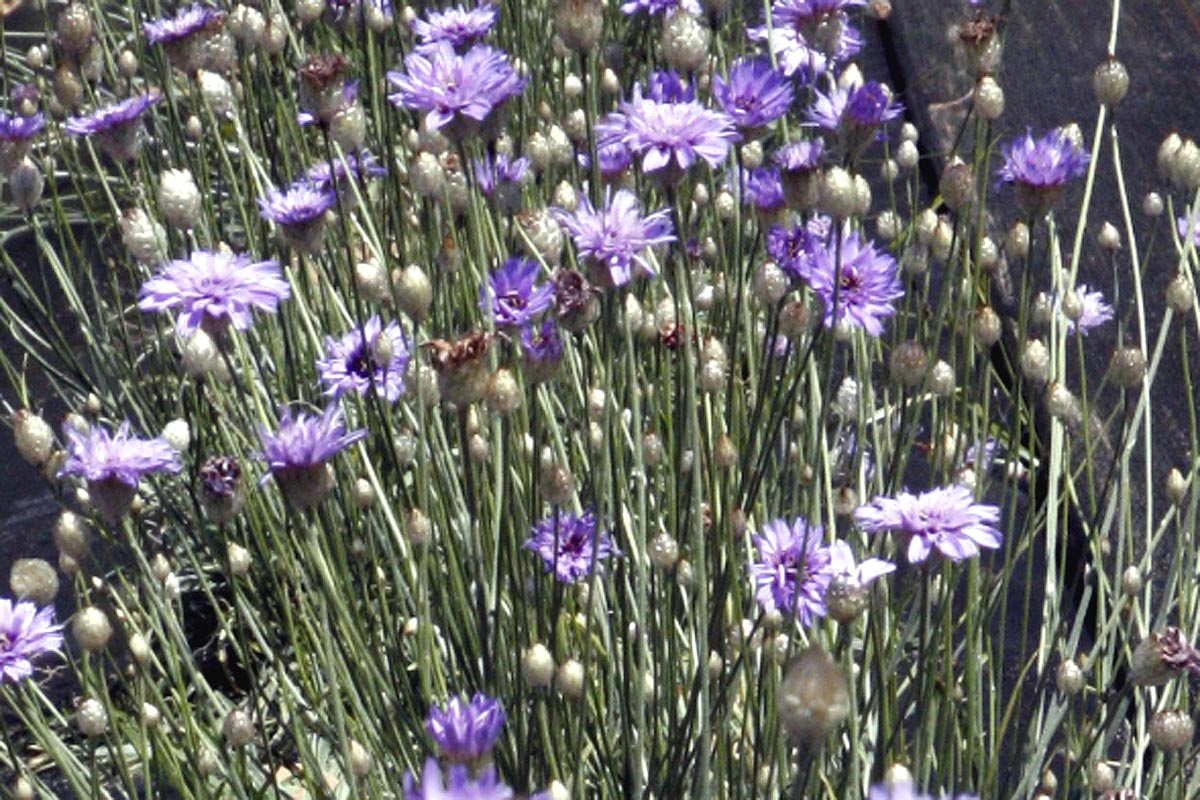 Catananche flowers en mass