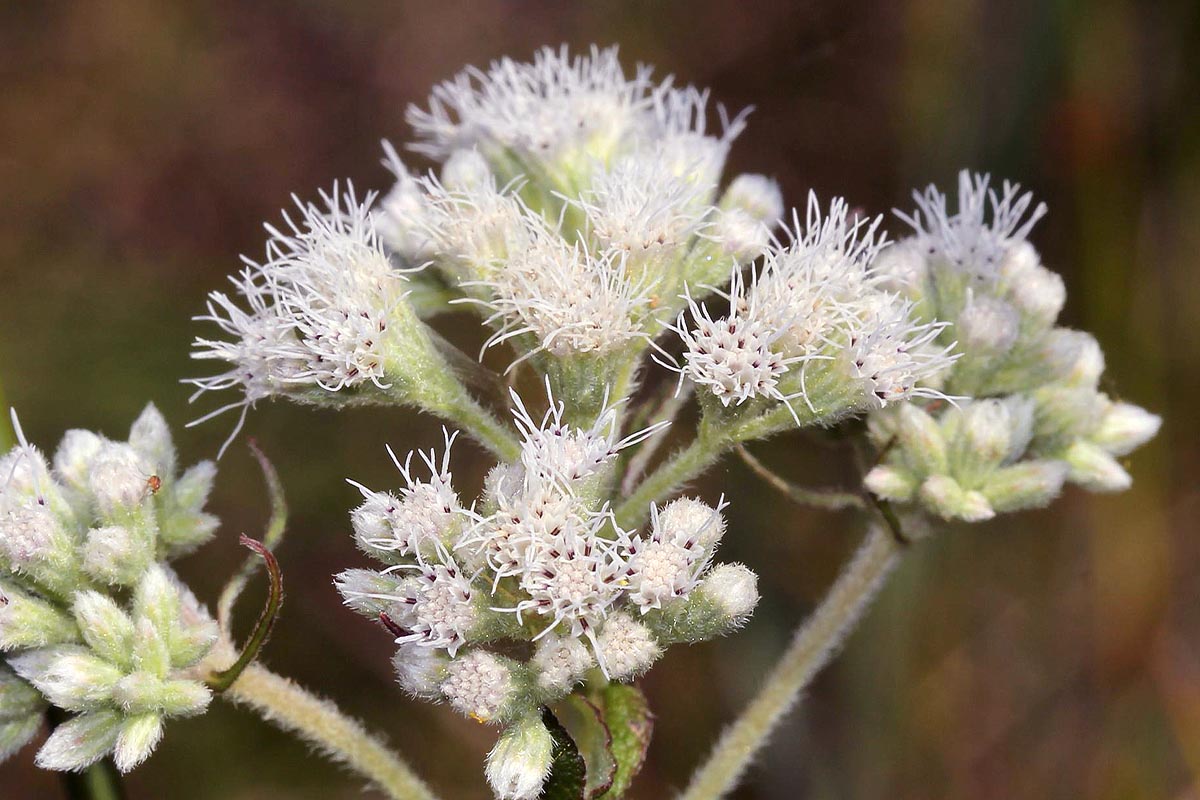 Boneset Eupatorium perfoliatum