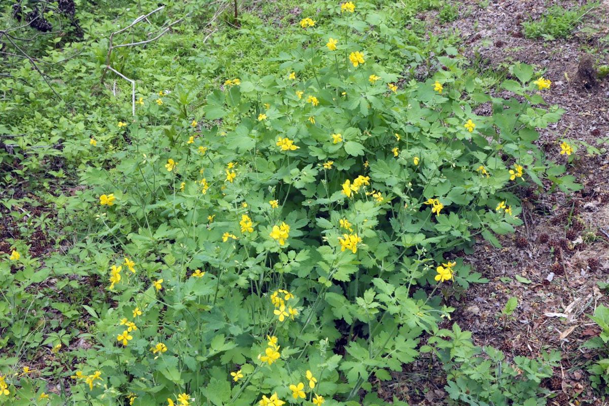 Chelidonium majus flowering plants