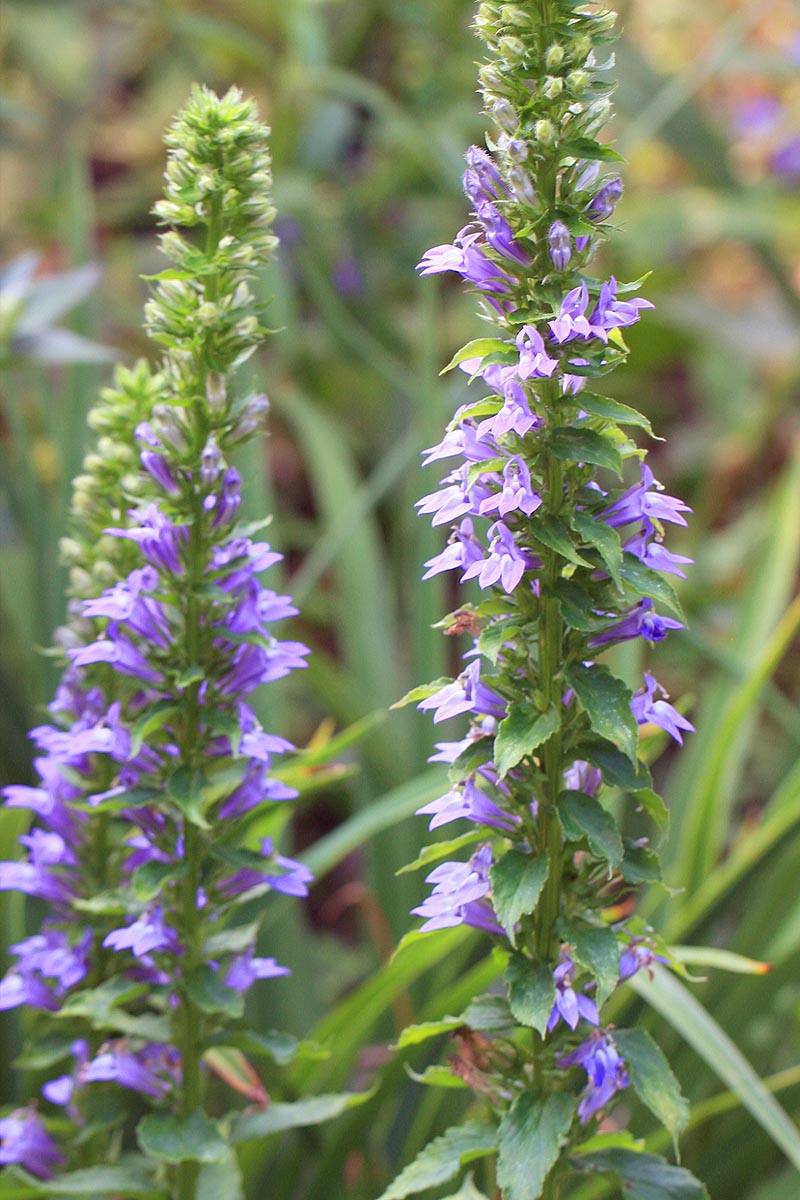 Great Blue Lobelia two flower spikes