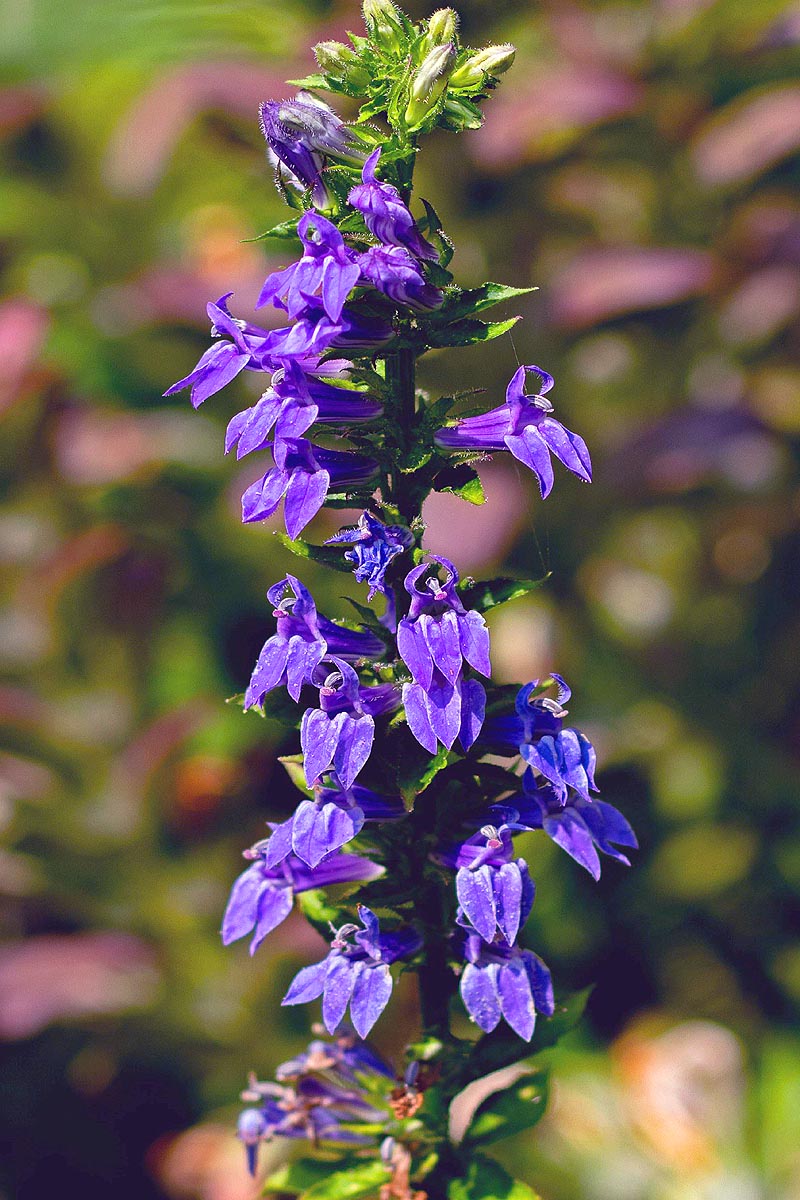 Lobelia siphilitica flower spike