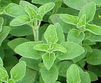 Oregano, Greek Origanum heracleoticum