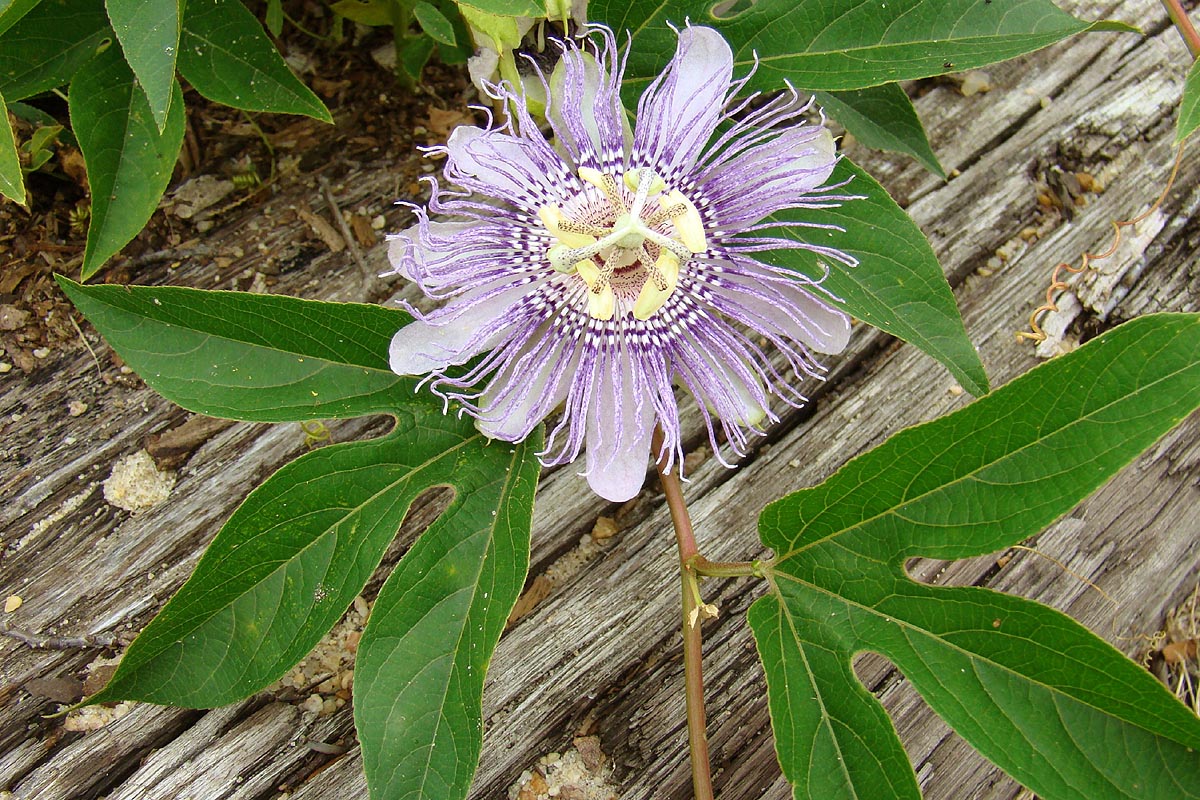 Passion Flower or Maypop Passiflora Incarnata