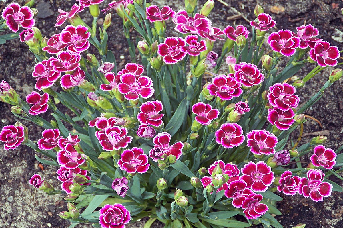 Chinese Pink group flowers