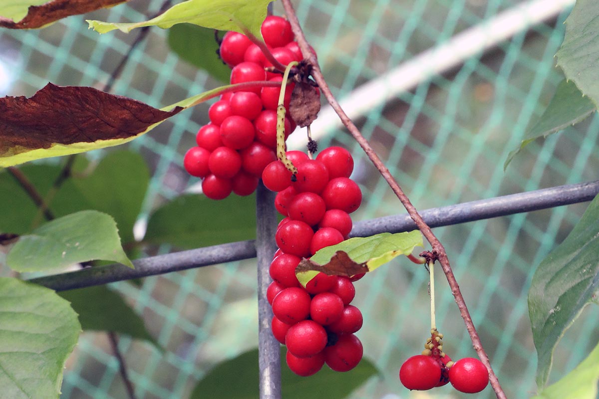 Schisandra berries close