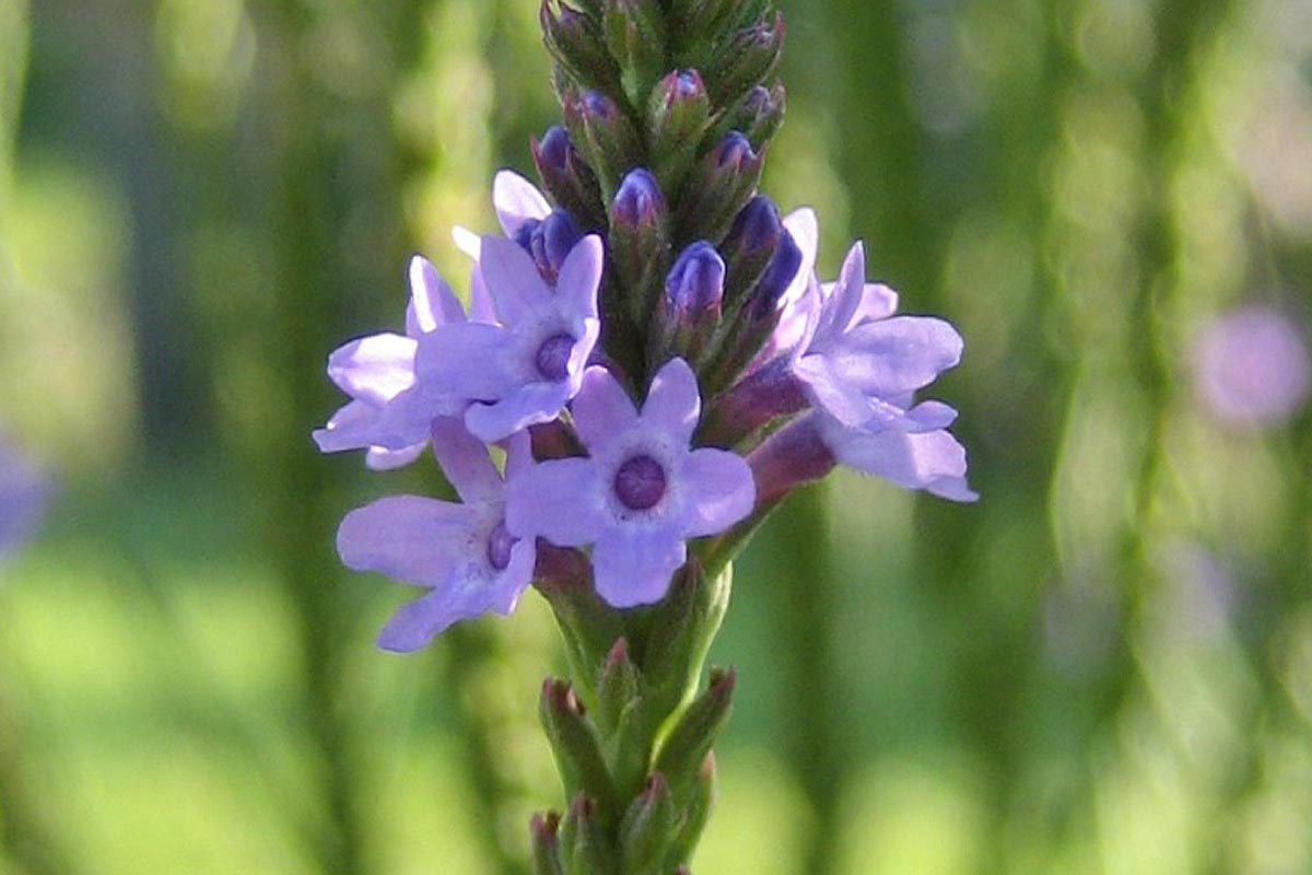 Blue Vervain Verbena hastata