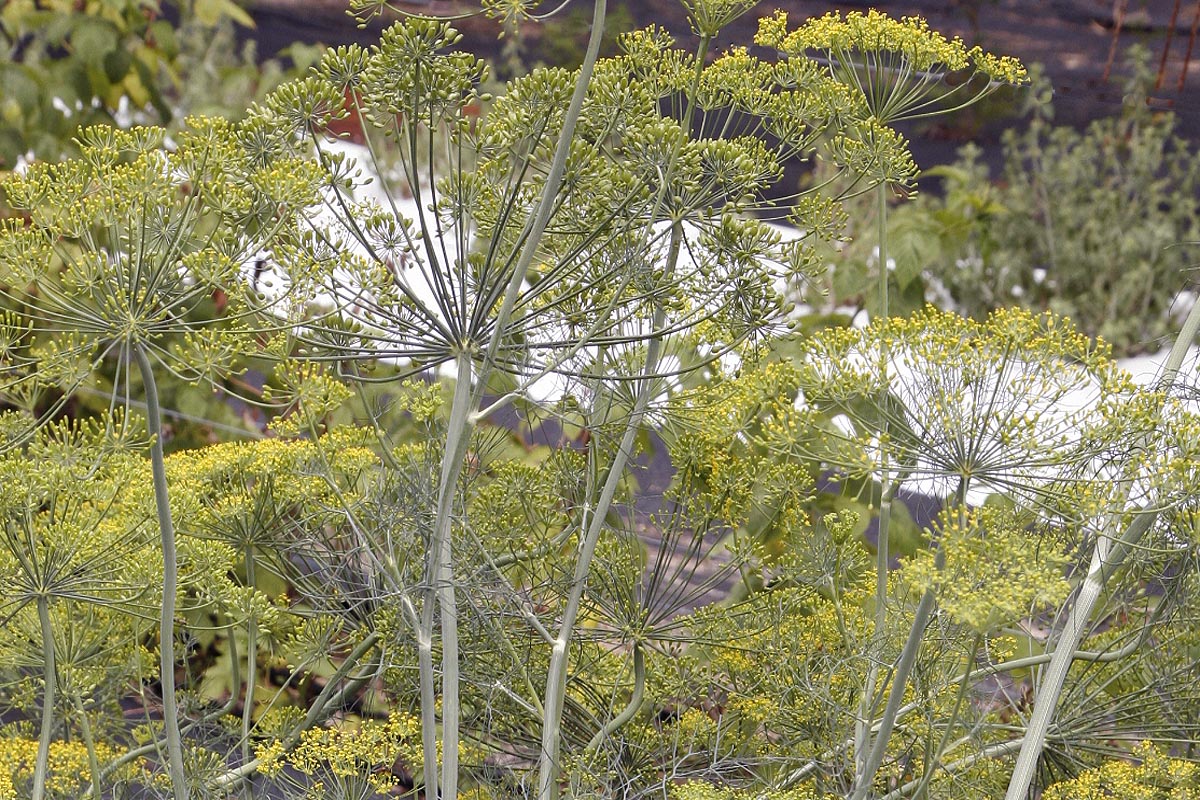Dill Anethum graveolens