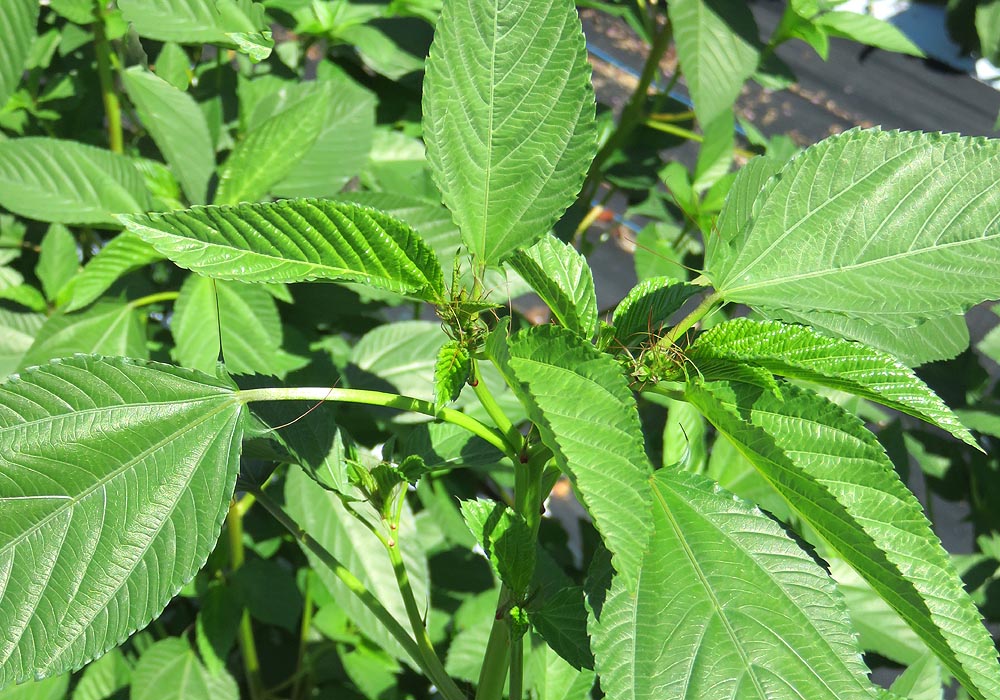 Jute or Egyptian Spinach Corchorus olitorius