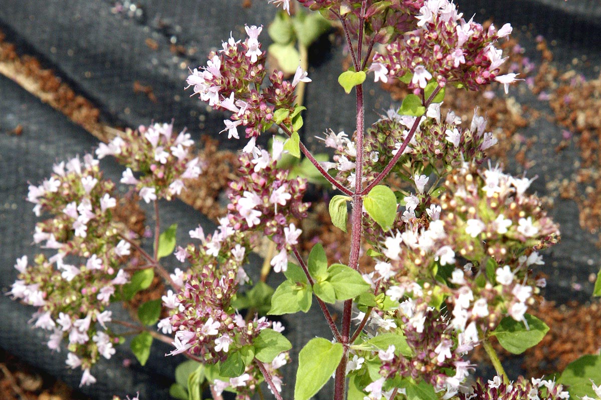 Wild oregano flowers