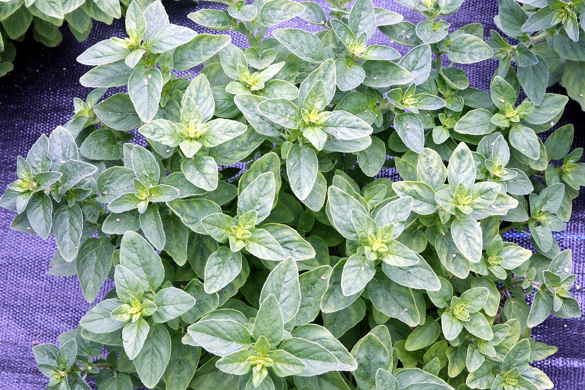 Oregano, Italian Origanum vulgare