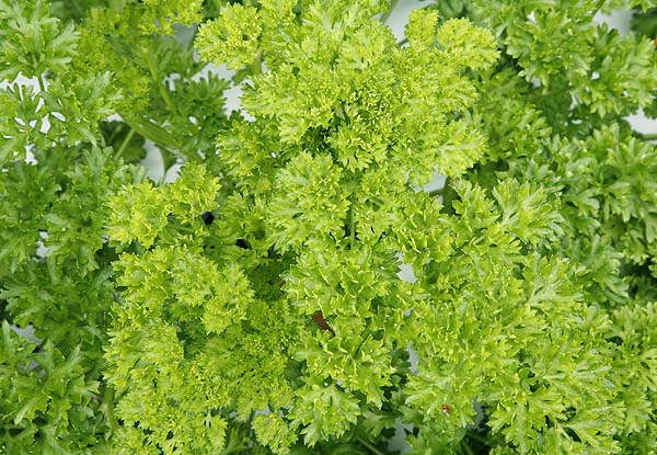 The leaves of tripled curled parsley look so exotic.