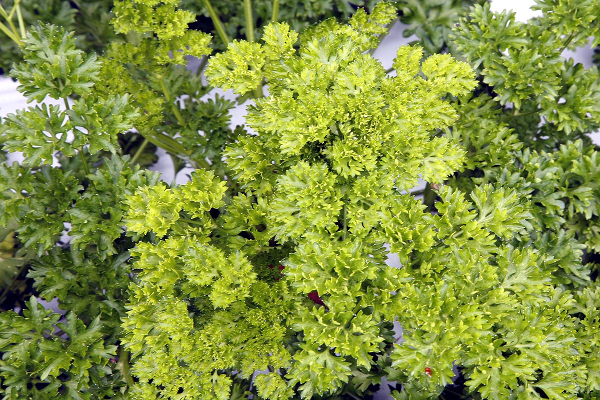 Parsley, Triple Curled Petroselinium crispum