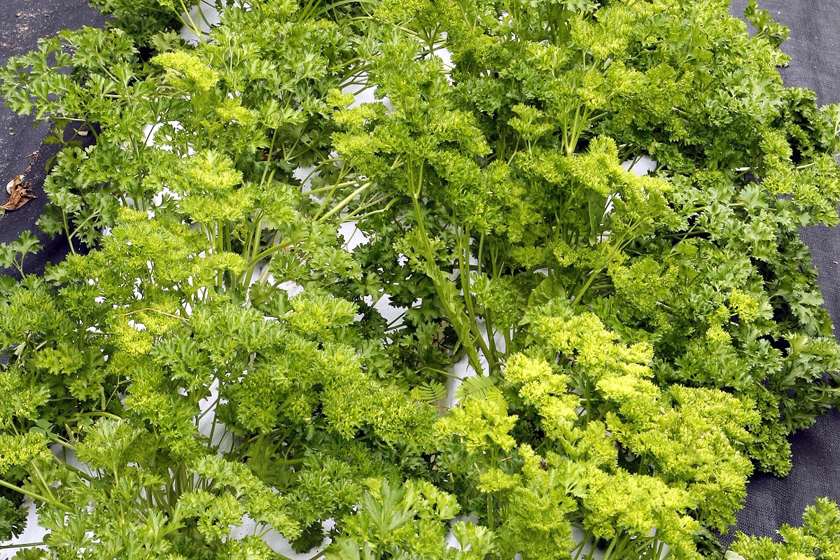 Petroselinium crispum plants