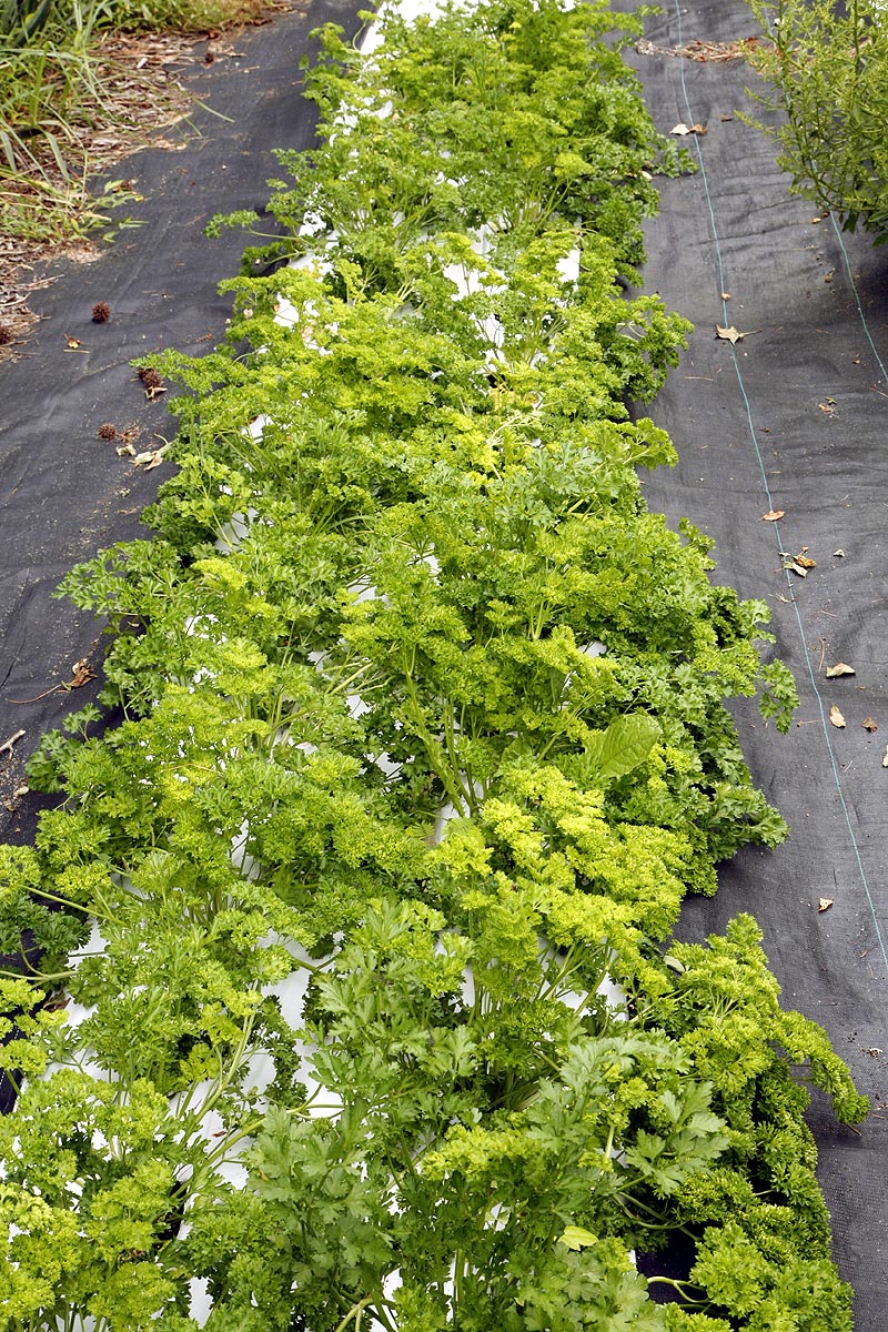 Parsley plants in our field
