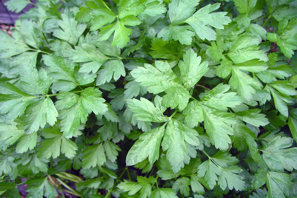 Parsley, Flat Leaf Petroselinium neapolitanum