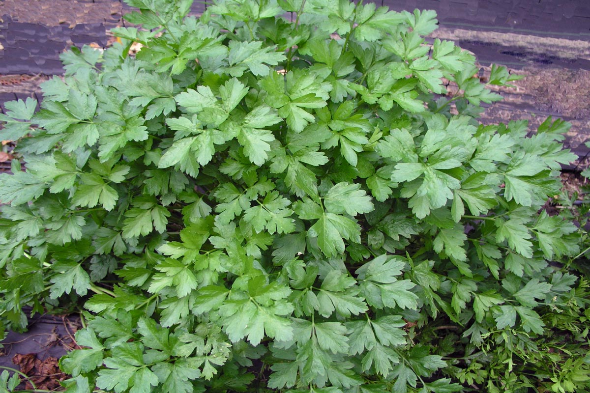 Italian Parsley plant