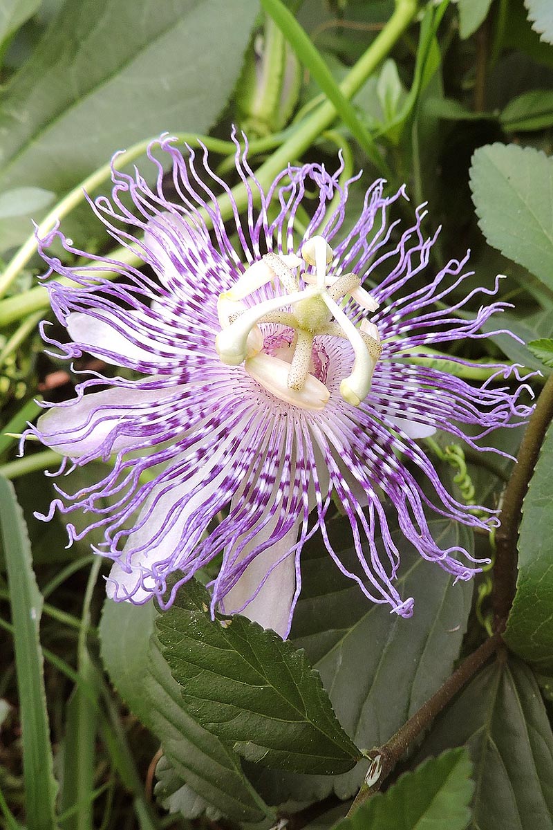 passion flower bloom 1