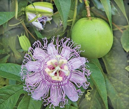 Passion Flower Passiflora Incarnata