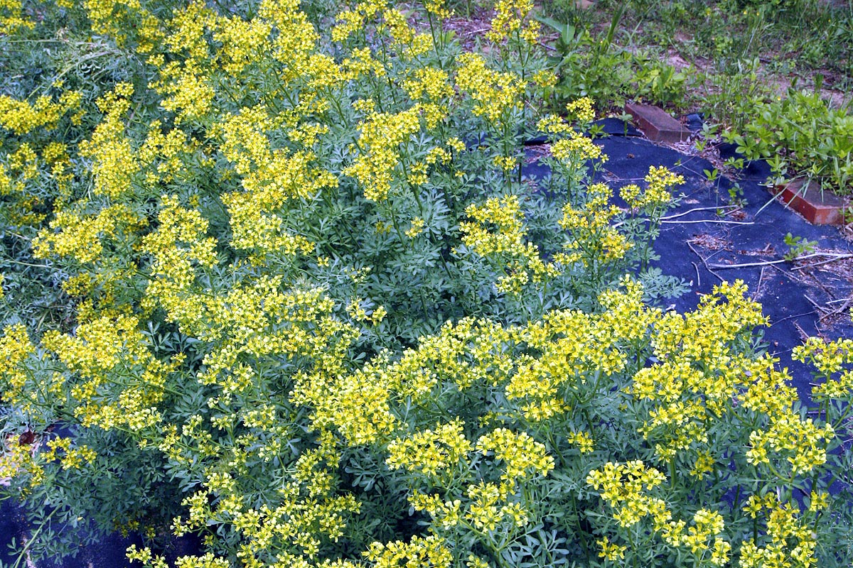 Ruta graveolens flowering plants